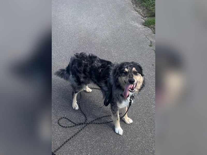 Sensibler Jungrüde ♥BALU♥ wartet schon in 59174 Kamen auf seine Für-Immer-Menschen