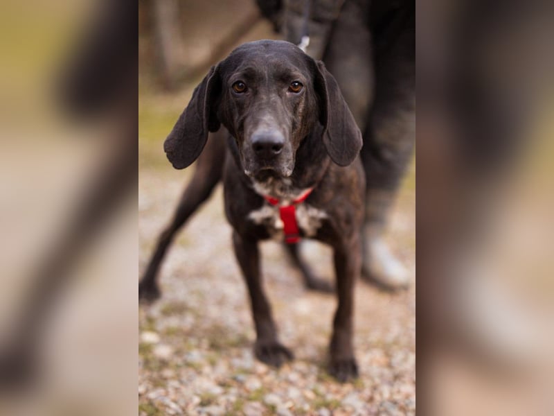 Pointer-Mix-Lady Daria: ein Herz aus Fell