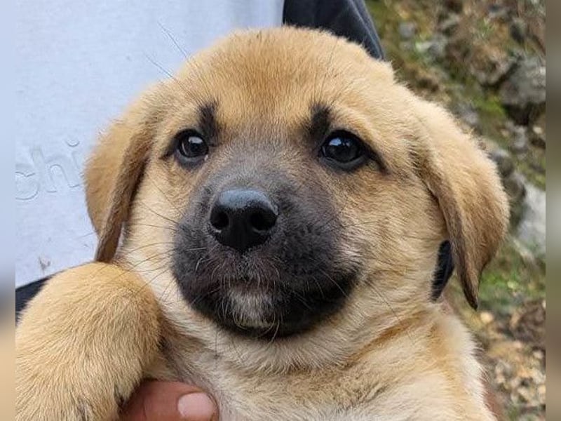 SCHLAUBI❤️smarter, kluger und entzückender Fellnasen-Fratz!