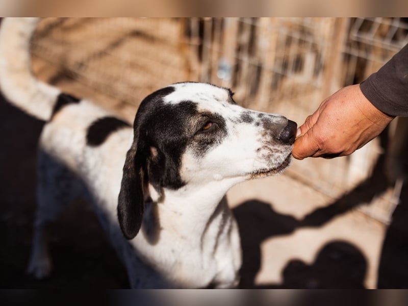 Ananda ❤️ liebe, treue Fellfreundin fürs Leben
