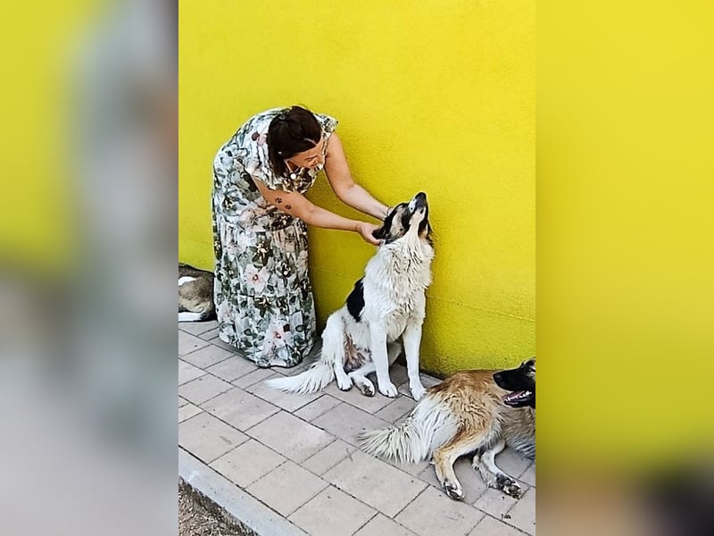 Liebster ♥ Lenni ♥ großer freundlicher sozialer Schmuse-Bub
