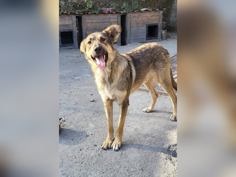 Mix-Rüde Marco - ein toller Familienhund; ein Herz von Hund