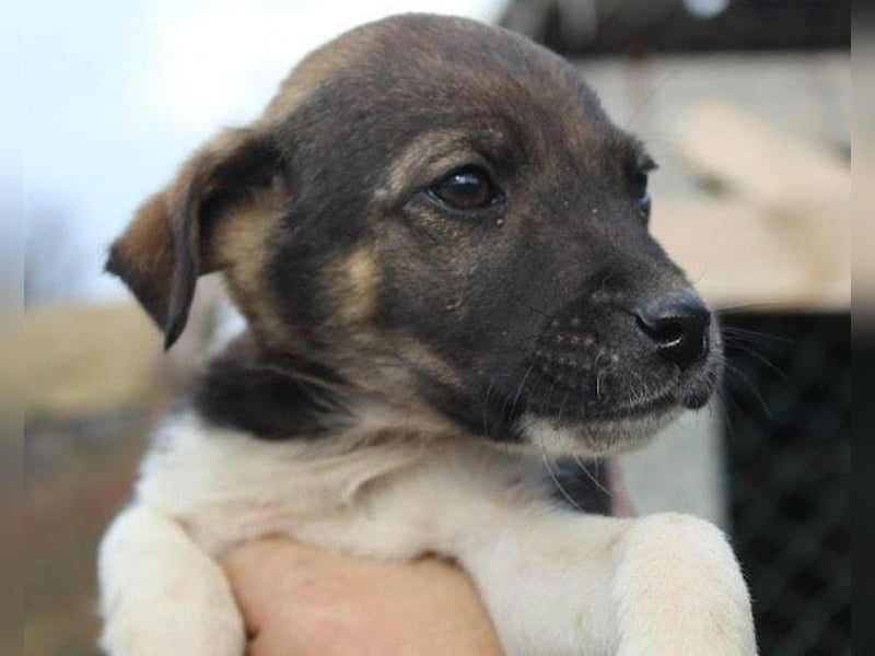 ROBI❤️zauberhafter, lieber Hundejunge, zurückhaltend und sozial