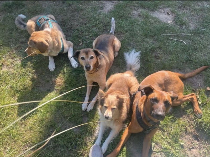 Moritz sucht aktives Zuhause