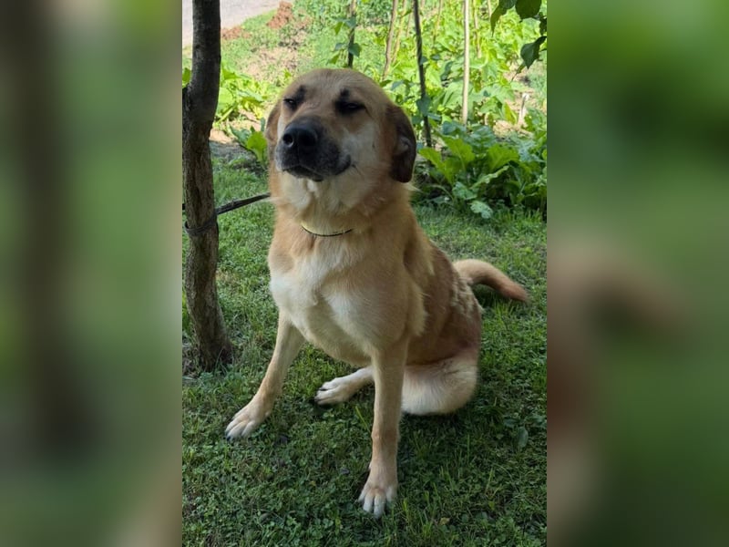 Schöne ♥ Stella ♥ aktiv und lieb, auch besonders zu Kindern