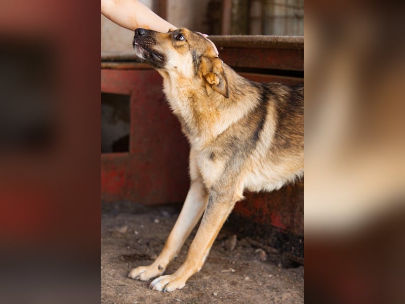 Mix-Rüde ♥Marco♥ ein Familienhund; ein Herz von Hund