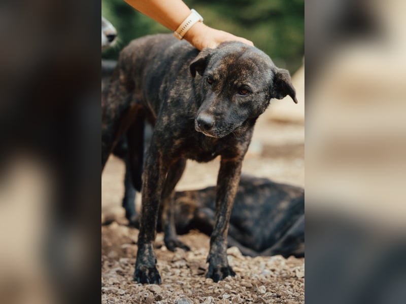 Goldstück ♥ Daisy ♥ eine wundervolle Seele von Hündin