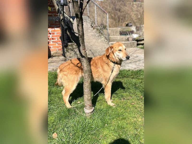 Zuckerschnute Cody ❤️ rundum sozial + so freundlich!