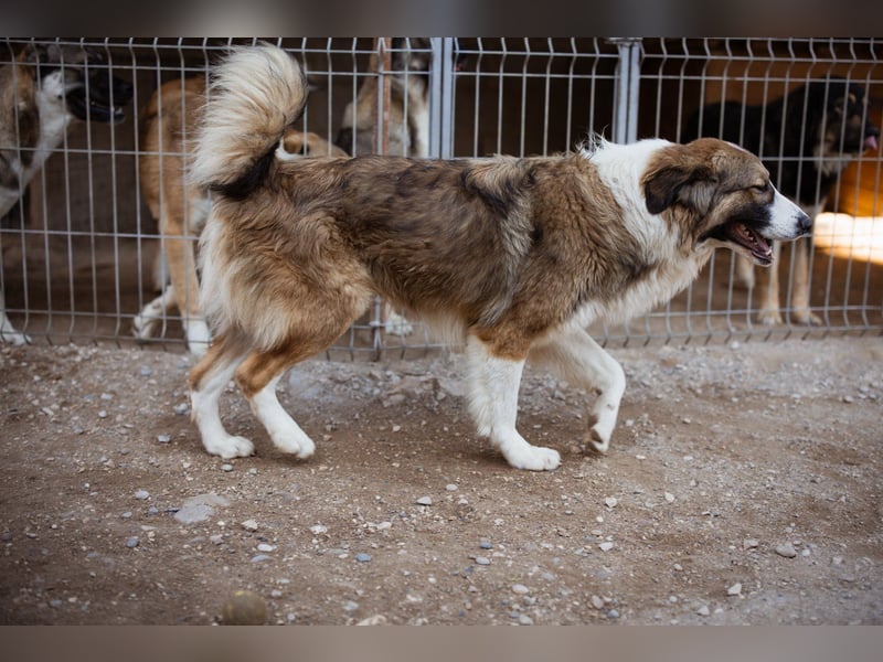 Energiebündel Jonesy - sucht Liebe und Halt Energiebündel Jonesy - sucht Liebe und Halt