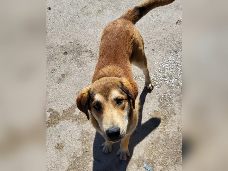 Luki ❤️ aufgeschlossener, lieber Junghund!