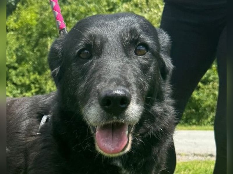 OldLady Gita ♥️ die pure Herzenshündin