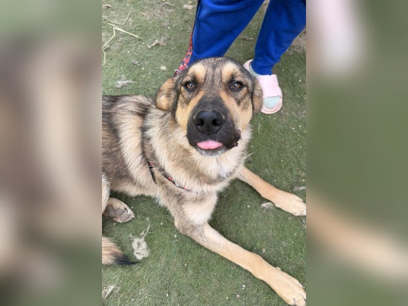 Mix-Rüde ♥Marco♥ ein Familienhund; ein Herz von Hund