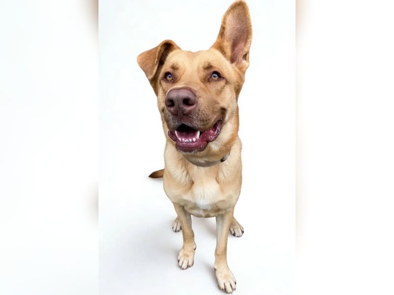 Guapo ❤️ verspielter, aktiver Rüde!