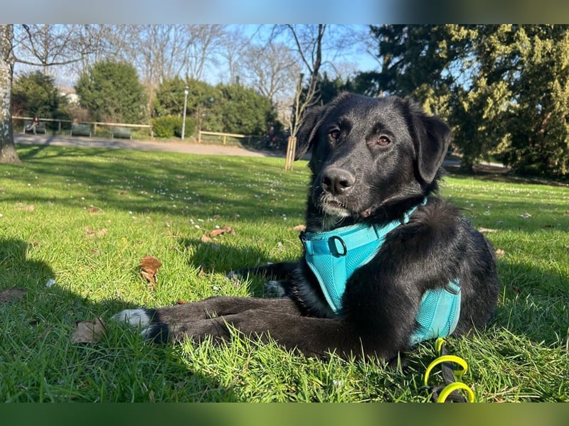 Cosmo - junger charmanter Schäfi-Mix-Bub wartet bereis in 55116 Mainz