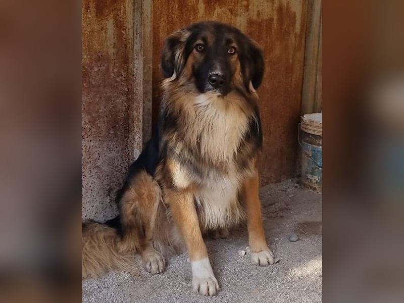 Bogo ♥️ ungeschliffener Schatz auf 4Pfoten