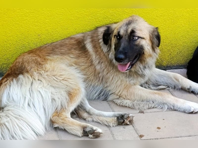 Mix-Hündin ♥ Mandy ♥ ein zauberhaftes, liebes, soziales Wesen