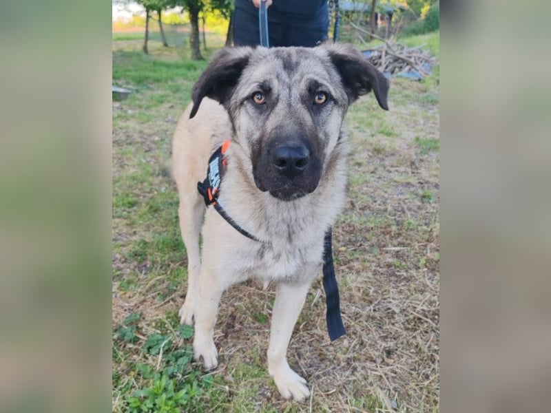 HSH-Mix YOMA❤️fröhlich, aufgeschlossen & katzenverträglich