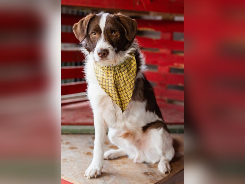 Šarenko - ein toller, verschmuster liebenswerter 3-Beiner