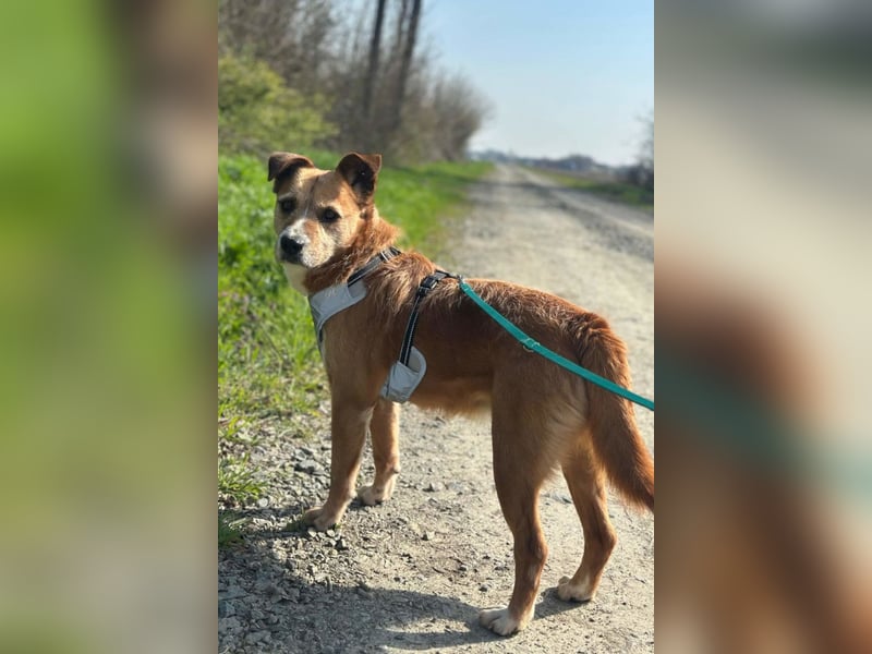 Floki ❤️ freundlich & so menschenbezogen