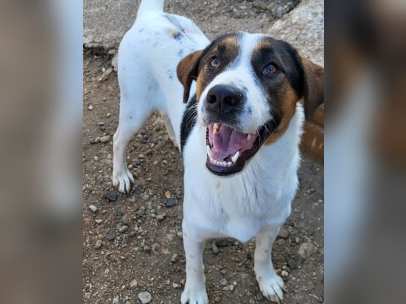 Maxima ❤️ verspielt, aktiv, verschmust - sucht ihr Für-Immer-Zuhause!
