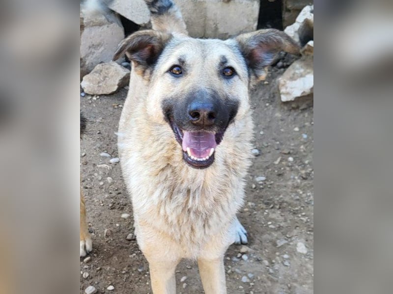 ♥Fly♥ eine herzliche, treue Fellfreundin