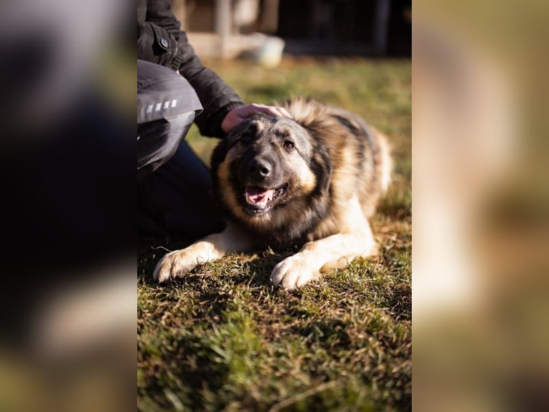 Schenkst du Buster ein tolles Zuhause?