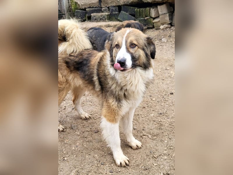 Lebensfroher Jonesy sucht Zuhause