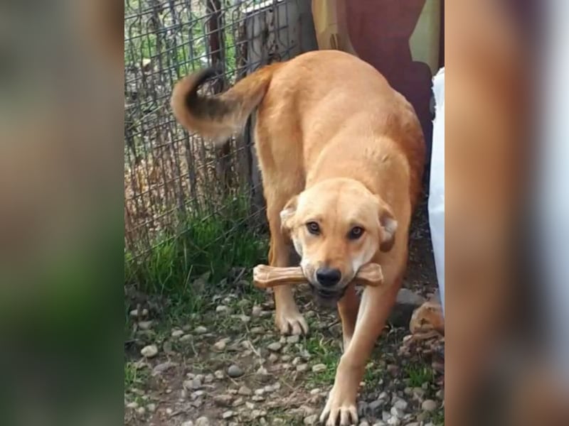 Blondie - Unser Mäuschen sucht eine Familie zum Lieb haben! 