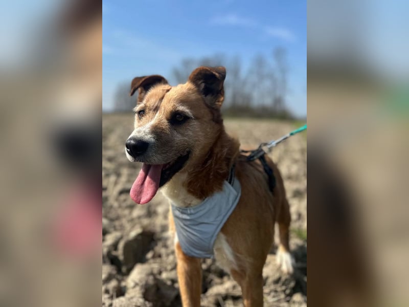 Floki ❤️ freundlich & so menschenbezogen