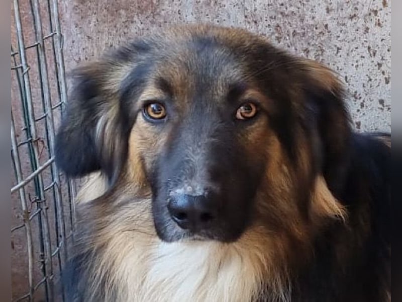 Bogo ♥️ ungeschliffener Schatz auf 4Pfoten