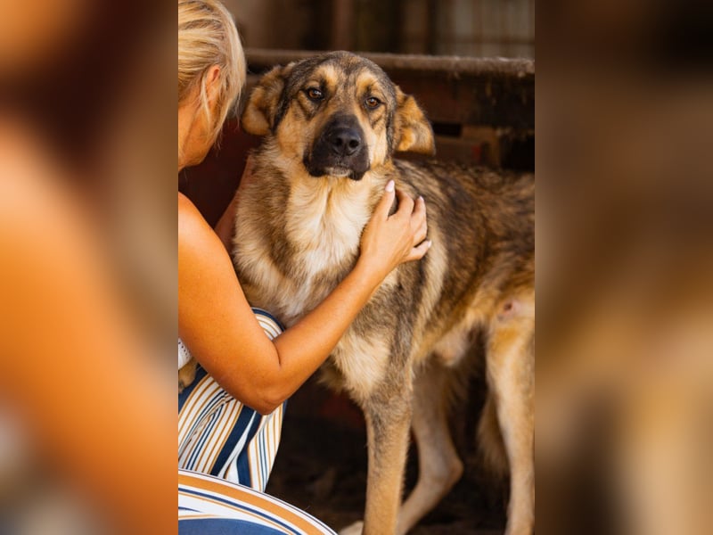Mix-Rüde ♥Marco♥ ein Familienhund; ein Herz von Hund