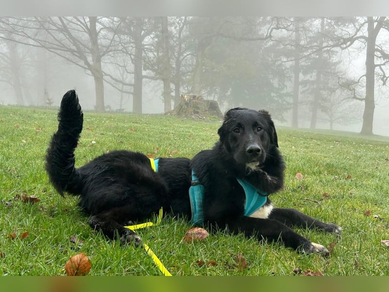 Cosmo - junger charmanter Schäfi-Mix-Bub wartet bereis in 55116 Mainz