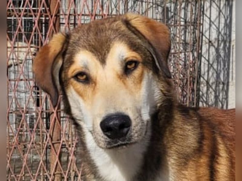 Luki ❤️ aufgeschlossener, lieber & verspielter Rüde!