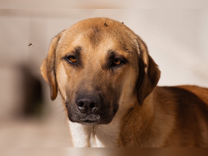 SCHLAUBI❤️smarter, kluger und entzückender Fellnasen-Fratz!