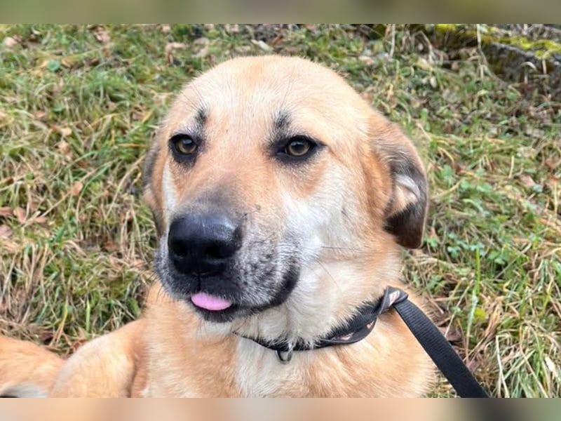 Schöne ♥ Stella ♥ aktiv und lieb, auch besonders zu Kindern