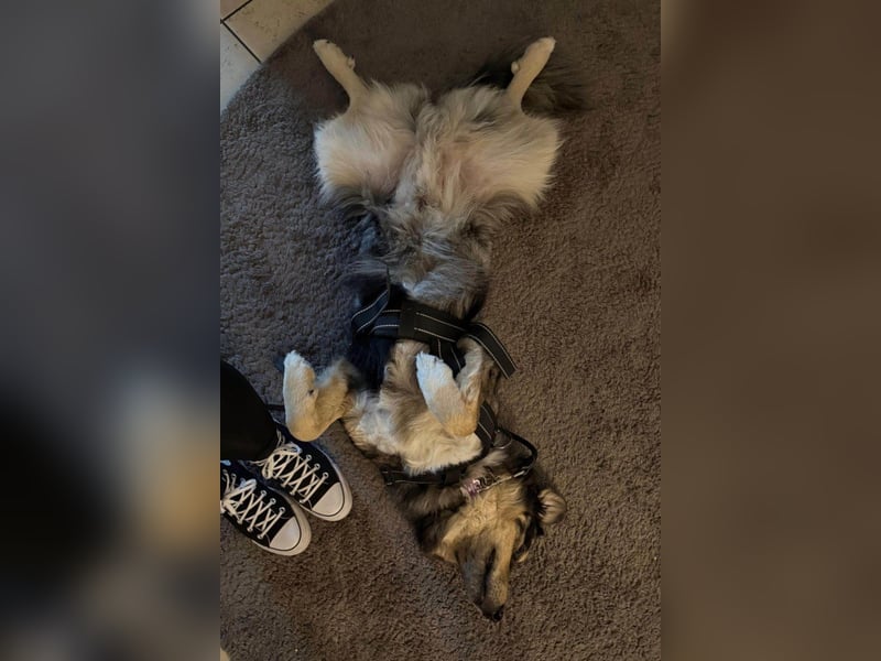 Sensibler Jungrüde ♥BALU♥ wartet schon in 59174 Kamen auf seine Für-Immer-Menschen