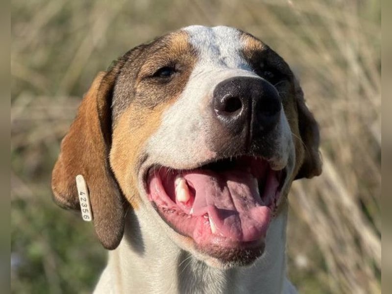 Nala ❤️ aktive, so verschmuste HSH-Mix Hündin