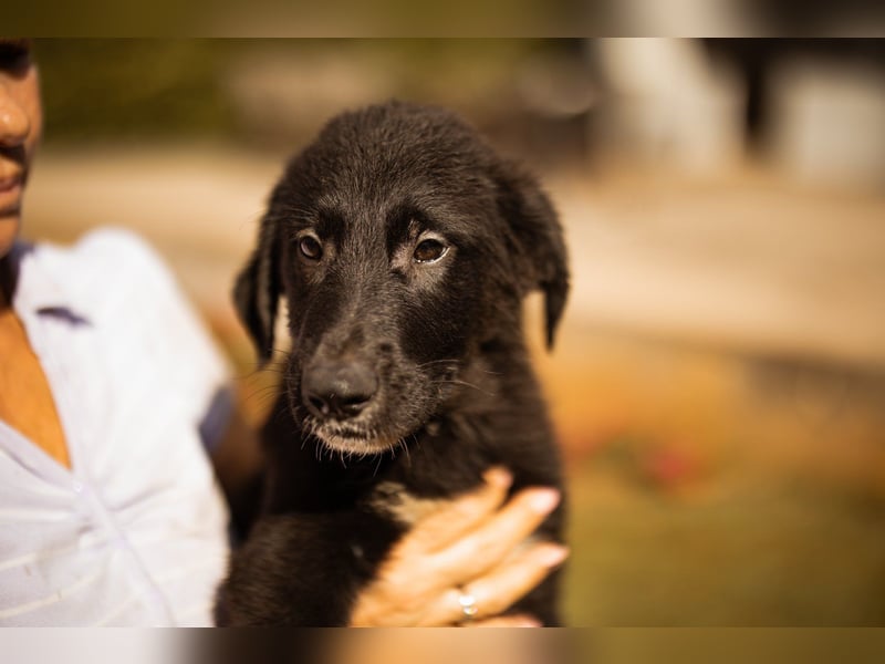 Cosmo - junger charmanter Schäfi-Mix-Bub