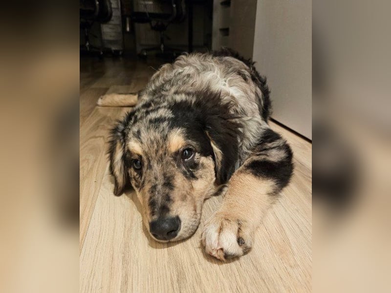 Sensibler Jungrüde ♥BALU♥ wartet bereits in 59174 Kamen auf seine eigene Familie