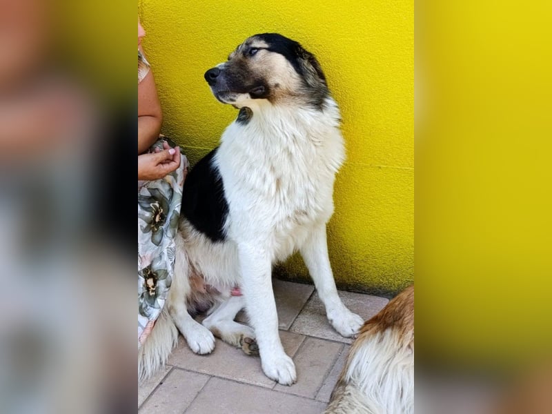Liebster ♥ Lenni ♥ großer freundlicher sozialer Schmuse-Bub