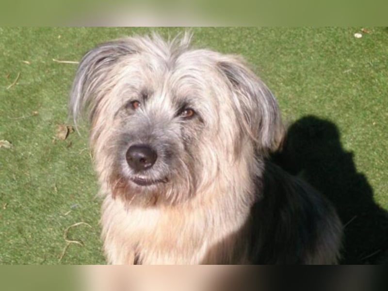  Liones sucht aktive, erfahrene Hundeeltern