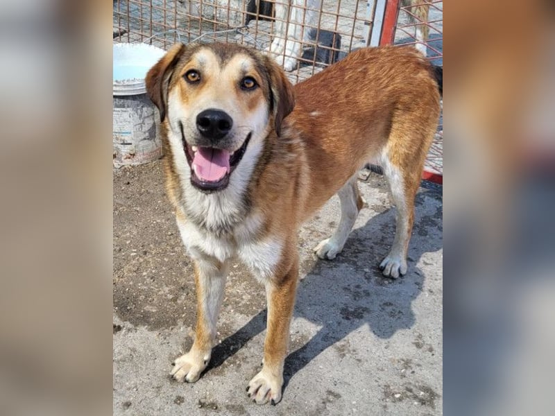 Luki ❤️ aufgeschlossener, lieber & verspielter Rüde!