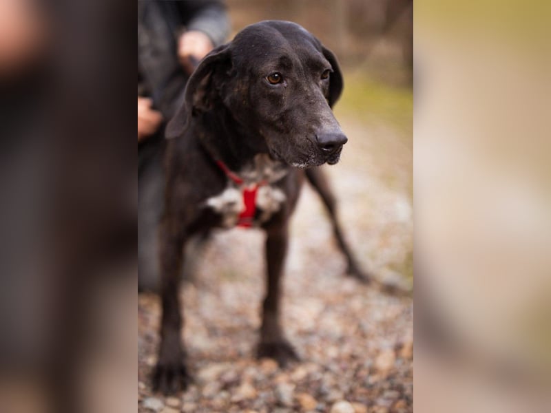 Pointer-Mix-Lady Daria: ein Herz aus Fell