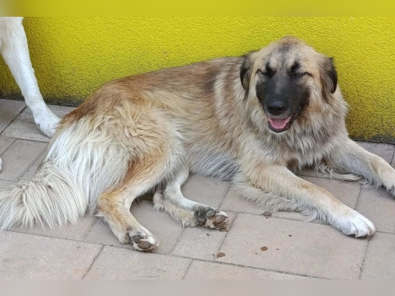 Mix-Hündin ♥ Mandy ♥ ein zauberhaftes, liebes, soziales Wesen