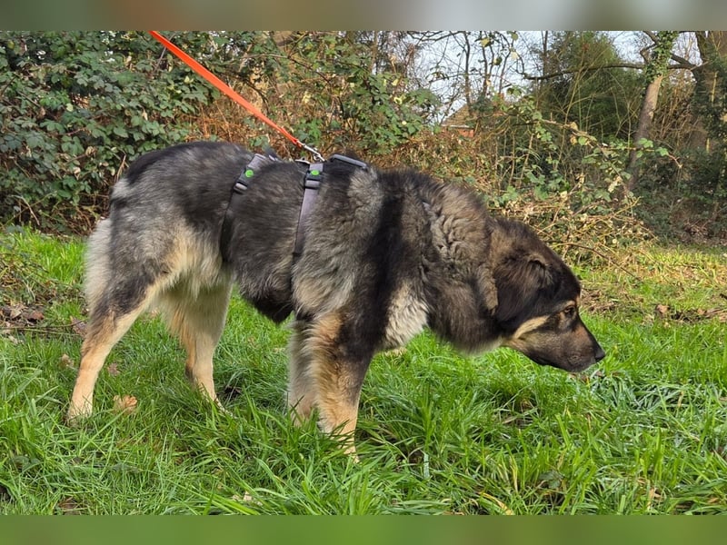 Aramis ❤️ wartet in 50169 Kerpen auf dich