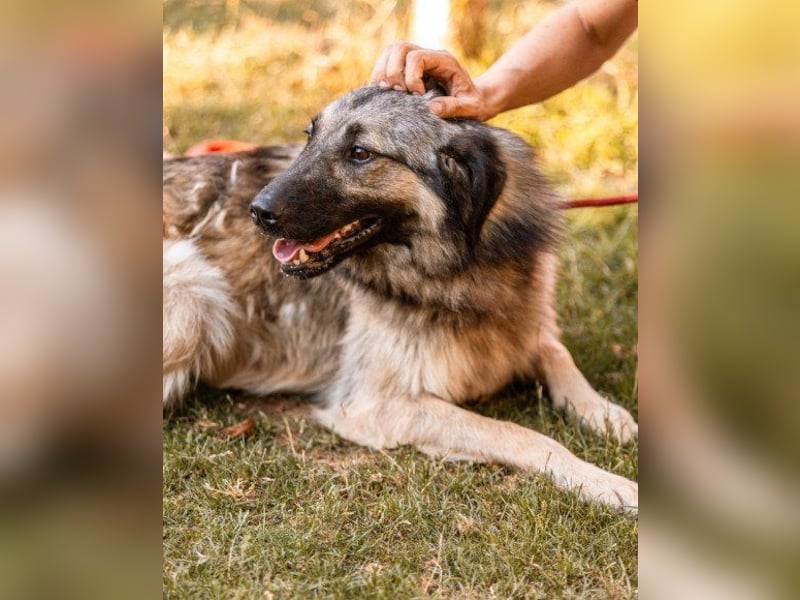 Schenkst du Buster ein tolles Zuhause?