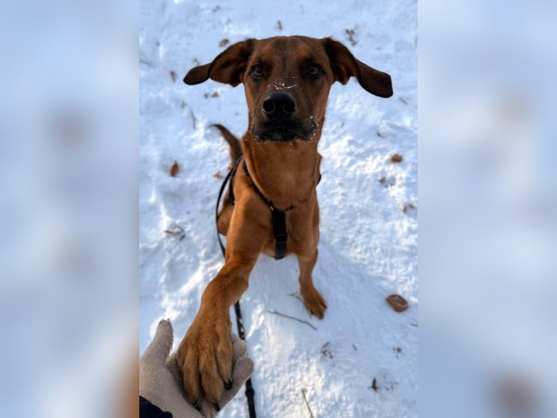 Notfell LASKO❤️in 22559 Hamburg, dringend Für-Immer-Zuhause gesucht