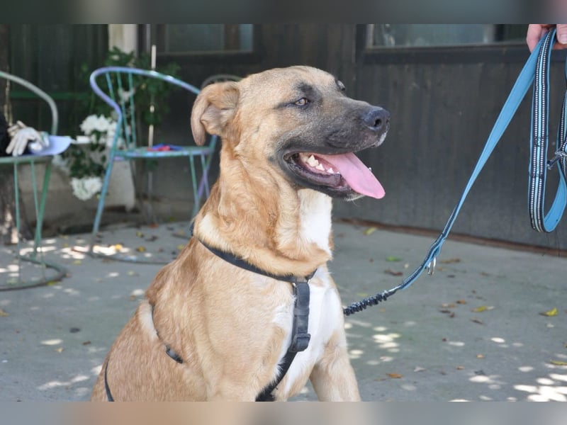 Jungrüde Mephisto - aktiv-schmusig = Familienhund