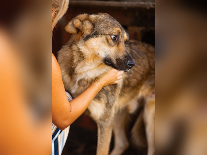 Mix-Rüde Marco - ein toller Familienhund; ein Herz von Hund