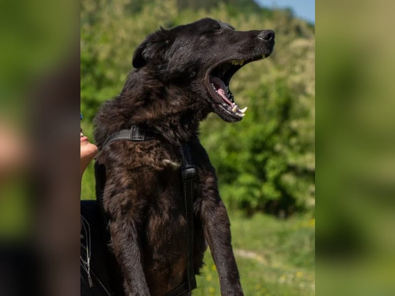 Toby ❤️ aktiver, aufgeweckter Hundeschatz